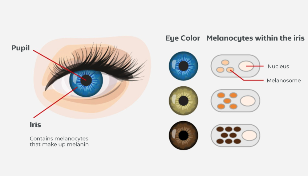 AQA™ SpectraEye - Eye Colour Changing Drops